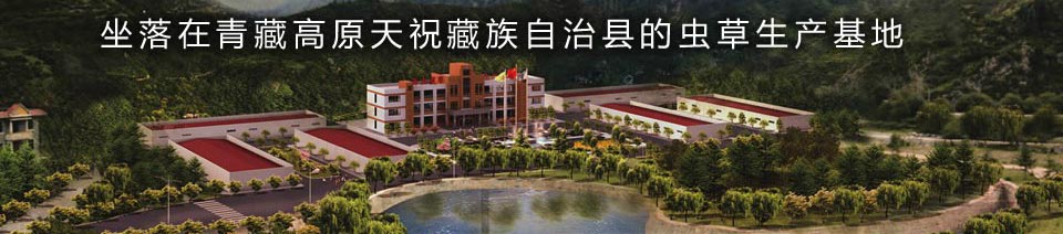 Китайский кордицепс производственная база